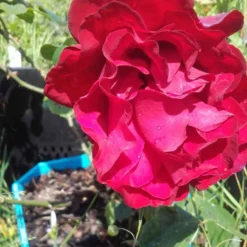 Klimroos (Rosa 'Grand Hotel') -Essentie Groen Verkoop rosa grand hotel 2