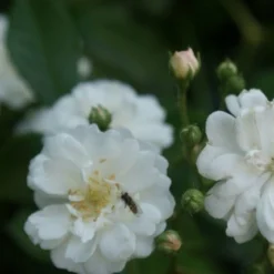 Miniklimroos (Rosa 'Guirlande D'Amour') -Essentie Groen Verkoop rosa guirlande d amour 1 1