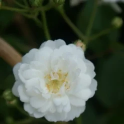 Miniklimroos (Rosa 'Guirlande D'Amour') -Essentie Groen Verkoop rosa guirlande d amour 2 1