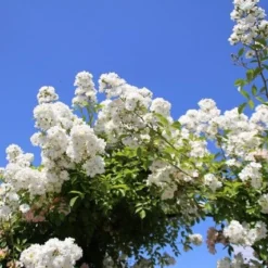 Miniklimroos (Rosa 'Guirlande D'Amour') -Essentie Groen Verkoop rosa guirlande d amour 2 2