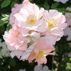 Miniklimroos (Rosa 'Open Arms') -Essentie Groen Verkoop rosa open arms