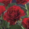Klimroos (Rosa 'Paul's Scarlet Climber') -Essentie Groen Verkoop rosa paul s scarlet climber 2