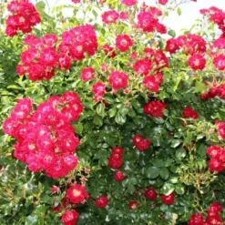 Miniklimroos (Rosa 'Rambling Rosie') -Essentie Groen Verkoop rosa rambling rosie 2 1