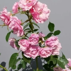 Trosroos (Rosa 'Bonica 82') -Essentie Groen Verkoop rosabonica01