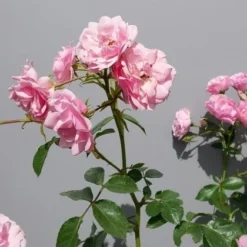 Trosroos (Rosa 'Bonica 82') -Essentie Groen Verkoop rosabonica02