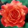 Klimroos (Rosa 'Westerland') -Essentie Groen Verkoop rowester 2 1