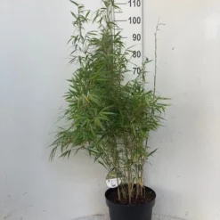 Bamboe (Fargesia Rufa) -Essentie Groen Verkoop rufa c10