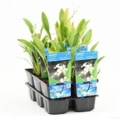 Pijlkruid (Sagittaria Graminea) -Essentie Groen Verkoop sagittaria graminea t e 11300 p9