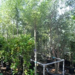 Knotwilg (Salix Alba) -Essentie Groen Verkoop salix alba 12 14 16ho cont