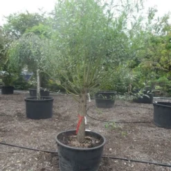 Knotwilg (Salix Alba) -Essentie Groen Verkoop salix alba halfstam c285 knot