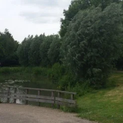 Knotwilg (Salix Alba) -Essentie Groen Verkoop salix alba knotwilg 1