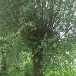 Knotwilg (Salix Alba) -Essentie Groen Verkoop salix alba knotwilg 2