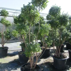 Camelia Als Bonsai (Camellia Sasanqua) -Essentie Groen Verkoop sasanquapompon01