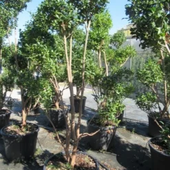 Camelia Als Bonsai (Camellia Sasanqua) -Essentie Groen Verkoop sasanquapompon02