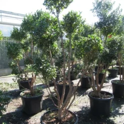 Camelia Als Bonsai (Camellia Sasanqua) -Essentie Groen Verkoop sasanquapompon03