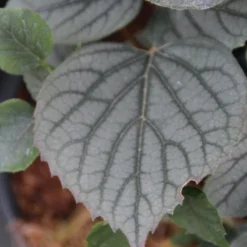 Valse Klimhortensia (Schizophragma Hydrageoides 'Moonlight') -Essentie Groen Verkoop schizophragma hydrageoides moonlight 1 1