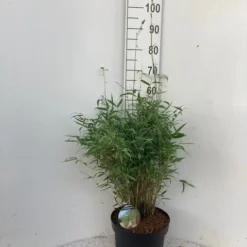 Niet Woekerende Bamboe (Fargesia Murieliae 'Simba') -Essentie Groen Verkoop simba c10