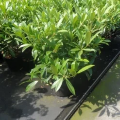 Skimmia (Skimmia Confusa 'Kew Green') -Essentie Groen Verkoop skimmia confusa kew green 40 50 60 c7 10