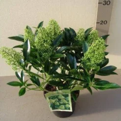 Skimmia (Skimmia Confusa 'Kew Green') -Essentie Groen Verkoop skimmia confusa kew green p17 2