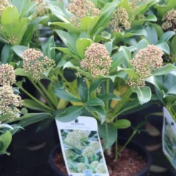 Skimmia (Skimmia Japonica 'Fragrant Cloud') -Essentie Groen Verkoop skimmia japonica fragant cloud 1