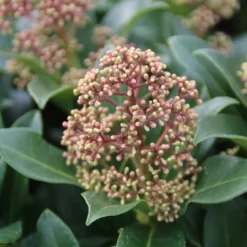 Skimmia (Skimmia Japonica 'Fragrant Cloud') -Essentie Groen Verkoop skimmia japonica fragant cloud 2