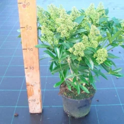 Skimmia (Skimmia Confusa 'Kew Green') -Essentie Groen Verkoop skimmia kew green c3