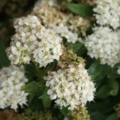 Spierstruik (Spiraea Japonica 'Albiflora') -Essentie Groen Verkoop spiraea japonica albiflora 2