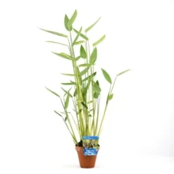 Thalia (Thalia Dealbata) -Essentie Groen Verkoop thalia