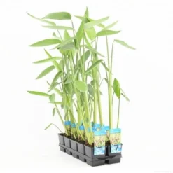 Thalia (Thalia Dealbata) -Essentie Groen Verkoop thalia dealbata p11 t