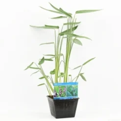Thalia (Thalia Dealbata) -Essentie Groen Verkoop thalia dealbata s