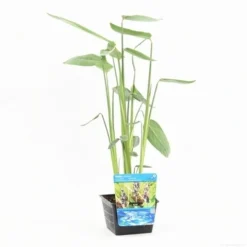 Thalia (Thalia Dealbata) -Essentie Groen Verkoop thalia dealbata s 2