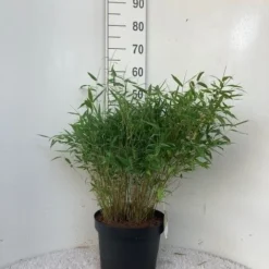 Niet Woekerende Bamboe (Fargesia Murieliae 'Tiny') -Essentie Groen Verkoop tiny c10