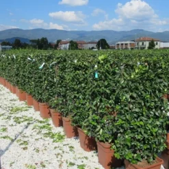 Toscaanse Jasmijn Als Leivorm(Trachelospernum Jasminoides) -Essentie Groen Verkoop trachelospermum jasminoides 52x110 leivorm 2