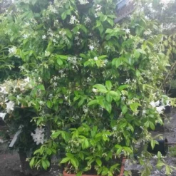 Toscaanse Jasmijn Als Leivorm(Trachelospernum Jasminoides) -Essentie Groen Verkoop trachelospernum jasm. leivorm 100125 2