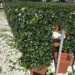 Toscaanse Jasmijn Als Leivorm(Trachelospernum Jasminoides) -Essentie Groen Verkoop trachelospernum jasminoides 90x50 cm