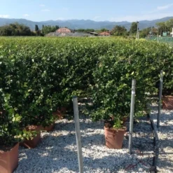 Toscaanse Jasmijn Als Leivorm(Trachelospernum Jasminoides) -Essentie Groen Verkoop trachelospernum jasminoides lage leivorm