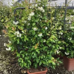 Toscaanse Jasmijn Als Leivorm(Trachelospernum Jasminoides) -Essentie Groen Verkoop trachelospernum jasminoides lage leivorm met bloem