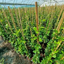 Toscaanse Jasmijn (Trachelospermum Jasminoides 'Winter Ruby')