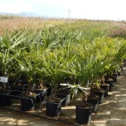 Winterharde Palm Meerstammig (Trachycarpus Fortunei) -Essentie Groen Verkoop trachycarpus fortunei