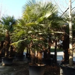 Winterharde Palm Meerstammig (Trachycarpus Fortunei) -Essentie Groen Verkoop trachycarpus fortunei 3 stammig 1