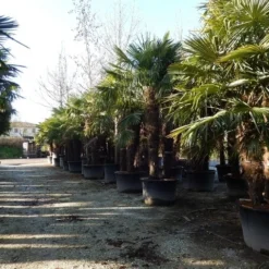 Winterharde Palm Meerstammig (Trachycarpus Fortunei) -Essentie Groen Verkoop trachycarpus fortunei 3 stammig 2 1