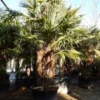 Winterharde Palm Meerstammig (Trachycarpus Fortunei) -Essentie Groen Verkoop trachycarpus fortunei 3 stammig 4
