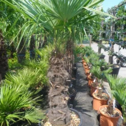 Winterharde Palm (Trachycarpus Fortunei) -Essentie Groen Verkoop trachycarpus fortunei 80 100stam 1