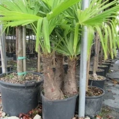 Winterharde Palm Meerstammig (Trachycarpus Fortunei) -Essentie Groen Verkoop trachycarpus fortunei multistam 1