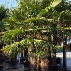 Winterharde Palm Meerstammig (Trachycarpus Fortunei) -Essentie Groen Verkoop trachycarpus meerstammig