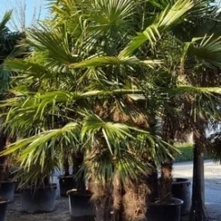 Winterharde Palm Meerstammig (Trachycarpus Fortunei) -Essentie Groen Verkoop trachycarpus meerstammig 2 1