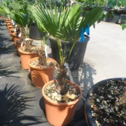 Winterharde Palm (Trachycarpus Wagnerianus) -Essentie Groen Verkoop trachycarpus wagnerianum 30stam c25