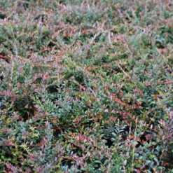 Veenbes (Vaccinium Macrocarpon Cranberry) -Essentie Groen Verkoop vaccinium macrocarpon