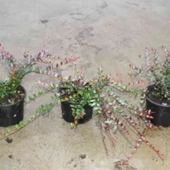 Veenbes (Vaccinium Macrocarpon Cranberry) -Essentie Groen Verkoop vaccinium macrocarpon 2