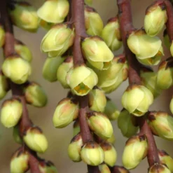 Staartaar (Stachyurus Praecox) -Essentie Groen Verkoop vaem00024 1